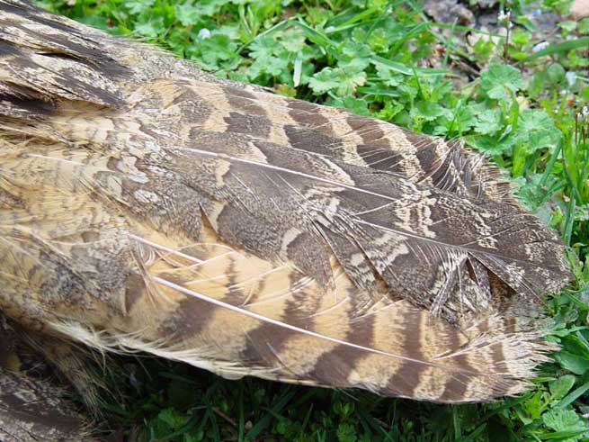 Gufo reale (Bubo bubo) coda
