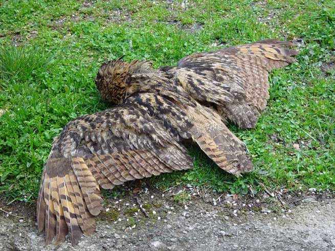 Gufo reale (Bubo bubo)