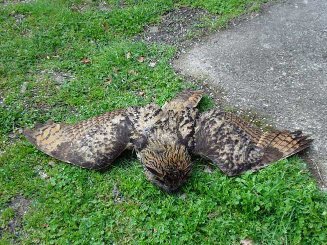 Gufo reale (Bubo bubo)